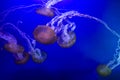 Jellyfish in point defiance zoo and aquarium