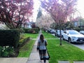 A woman walking through the Vancouver neighbourhood of Point Grey in spring with cherry blossoms in bloom, in Vancouver