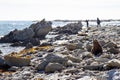 point Kean seal colony, Kaikoura, New Zealand