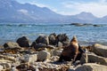 point Kean seal colony, Kaikoura, New Zealand