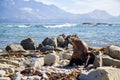 point Kean seal colony, Kaikoura, New Zealand Royalty Free Stock Photo