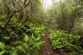 Point Lookout, New England National Park, AU Royalty Free Stock Photo