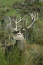 20-point stag in high reeds