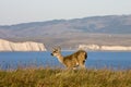 Point Reyes National Seashore wildlife. Royalty Free Stock Photo