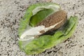 Point Of Seed Cluster Of The Calotropis Procera`s Sodom Apple Open Follicle