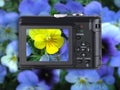 Point & Shoot Camera with flowers Royalty Free Stock Photo