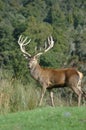 14-point stag near bush line