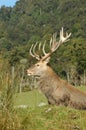 16-point stag in open field