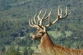 15-point stag in profile