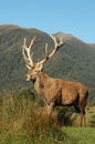 16-point stag