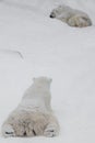 From the point of view of the bear. The male looks at the female