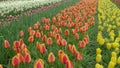 Point of view Landscape footage of tulip flowers blooming in the field