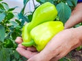 Point of view of a man& x27;s hand holding a green peppers in a greenhouse Royalty Free Stock Photo