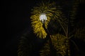 the light from the street lamp shining on the surrounding trees Royalty Free Stock Photo