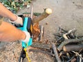 Point-of-view of sawing tree branch with chain saw