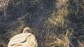 Point of view to female feet of ukrainian soldiery going in brown boots through dry grass at countryside. Legs of young