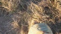 Point of view to female feet of ukrainian soldiery going in brown boots through dry grass at countryside. Legs of young