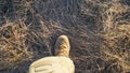 Point of view to female feet of ukrainian soldiery going in brown boots through dry grass at countryside. Legs of young