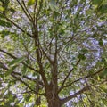 Point of view from under the tree Royalty Free Stock Photo