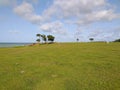 Leaning trees in front of the sea in Guadeloupe. Pastures near the beach. French West Indies. Royalty Free Stock Photo