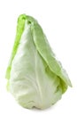 Pointed Cabbage Royalty Free Stock Photo