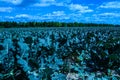 pointed cabbage and broccoli together in field Royalty Free Stock Photo