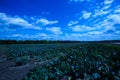 pointed cabbage and broccoli together in field Royalty Free Stock Photo