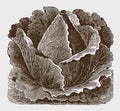 Pointed cabbage cultivar Royalty Free Stock Photo