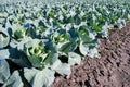 Pointed cabbage field Royalty Free Stock Photo
