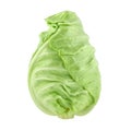 Pointed cabbage isolated on white background Royalty Free Stock Photo