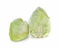 Pointed Cabbage on white background. Royalty Free Stock Photo