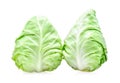 Pointed cabbage on white background Royalty Free Stock Photo