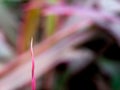 Pointed End of The Dracaena Palm Leaf Royalty Free Stock Photo