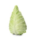 Pointed fresh cabbage on white background. Royalty Free Stock Photo