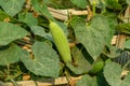 The pointed gourd is an extraordinarily delicious green vegetable