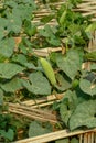 Pointed gourd is an extraordinarily delicious vegetable regular food