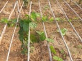 Pointed gourd Macha in a field Royalty Free Stock Photo