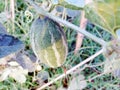 Pointed gourd plant in india