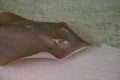 Pointed-nose stingray Himantura jenkinsii Royalty Free Stock Photo