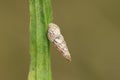 A Pointed Snail, Cochlicella acuta, resting on a plant leaf. Royalty Free Stock Photo