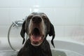 Pointer in bath Royalty Free Stock Photo