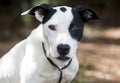 Pointer Bulldog mixed breed mutt dog pet adoption photo Royalty Free Stock Photo