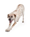 Pointer Crossbreed Bowing Royalty Free Stock Photo