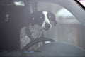 Pointer dog in car, driving travel pet Royalty Free Stock Photo