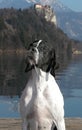 Pointer dog posing beside Lake Bled Royalty Free Stock Photo