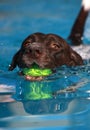 Pointer Dog swimming with his ball Royalty Free Stock Photo