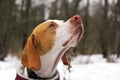 Pointer dog in winter hunting. Cold weather, snow.