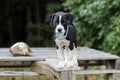 Pointer Hound mixed breed puppy dog with flea collar Royalty Free Stock Photo