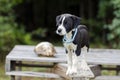 Pointer Hound mixed breed puppy dog with flea collar Royalty Free Stock Photo