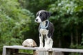 Pointer Hound mixed breed puppy dog with flea collar Royalty Free Stock Photo